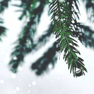 Christmas trees snow wallpaper