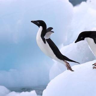 Cute penguins wallpaper