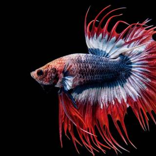 Betta fish face wallpaper