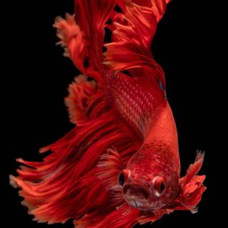 Betta fish face wallpaper