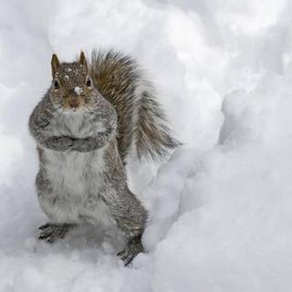 Snow winter animal wallpaper