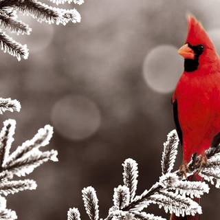 Snow winter animal wallpaper