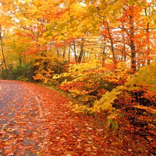 Autumn nature HD wallpaper