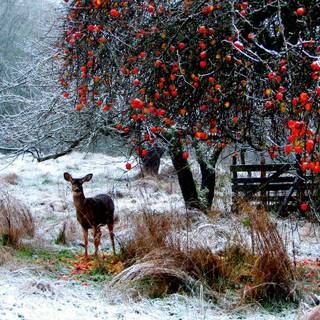 Beautiful winter scenery wallpaper