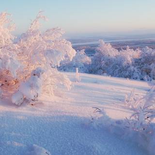 Morning light wallpaper