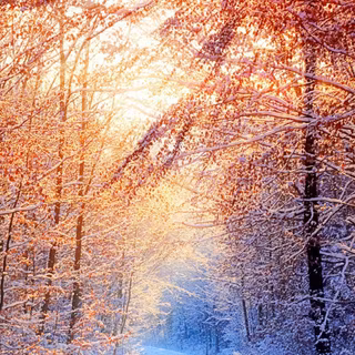 Mobile nature winter wallpaper