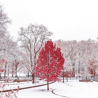 Winter iPhone 11 Pro wallpaper