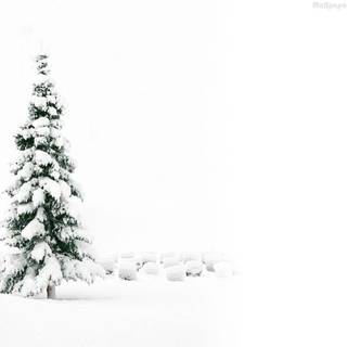 Winter Christmas trees wallpaper