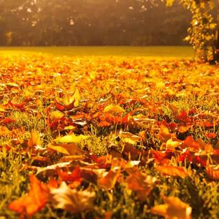 Autumn calm wallpaper