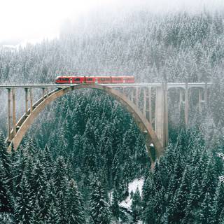 Christmas tree outdoor winter wallpaper