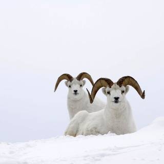 Winter goat wallpaper