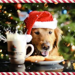 Dog Christmas aesthetics wallpaper