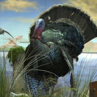 Animal turkey wallpaper