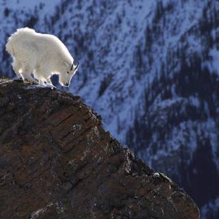 Winter goat wallpaper