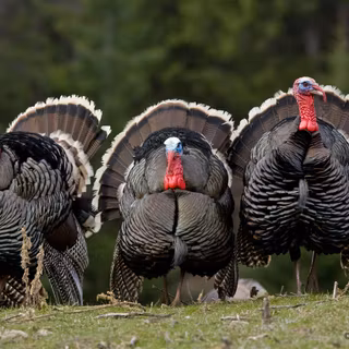 Animal turkey wallpaper