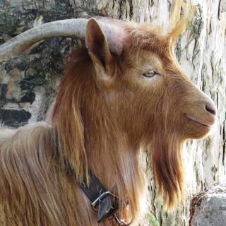 Winter goat wallpaper