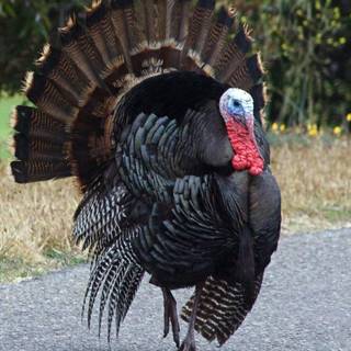 Animal turkey wallpaper