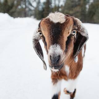 Winter goat wallpaper