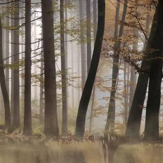 Winter forest triple monitor wallpaper