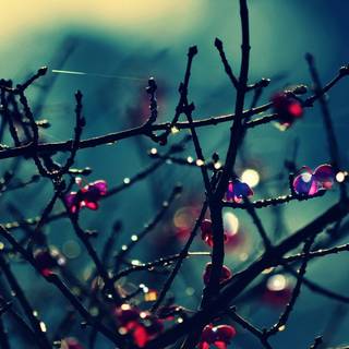 Winter sparkle wallpaper