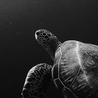 Aesthetic turtle wallpaper