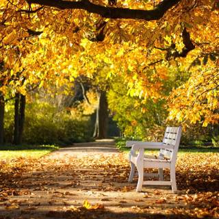 Autumn park wallpaper