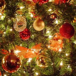 Christmas trees laptop wallpaper