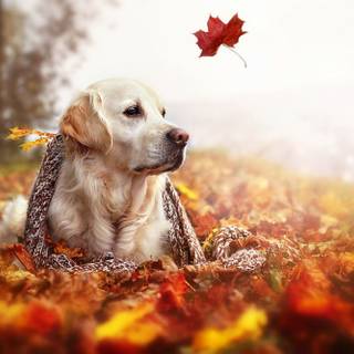 Autumn splendor wallpaper