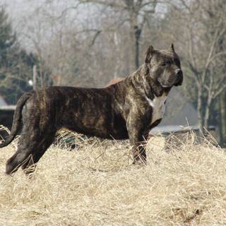 Canary Mastiff wallpaper
