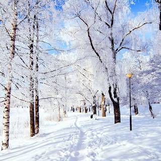 Snowy winter scenes wallpaper