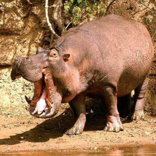 Hippopotamus Christmas wallpaper