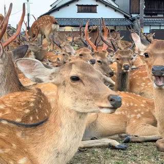 Half of deer face wallpaper