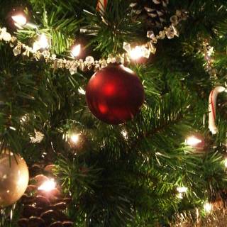 Christmas lights on trees wallpaper