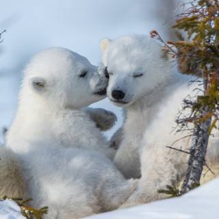 Chromebook winter wallpaper