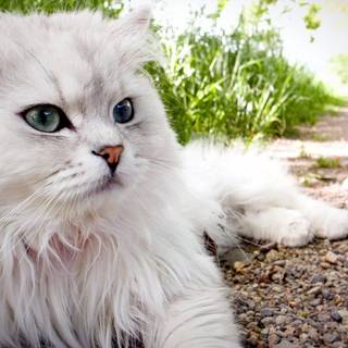 Persian cats wallpaper