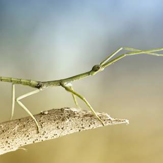 Stick bug wallpaper