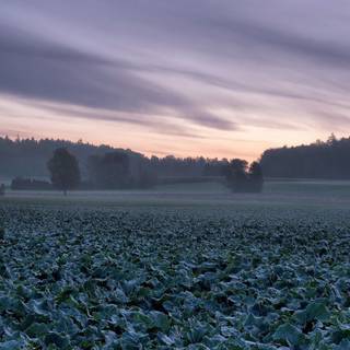 Cabbage field wallpaper