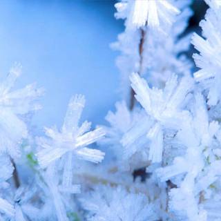 Winter scence wallpaper