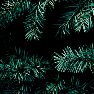 Christmas good vibes wallpaper