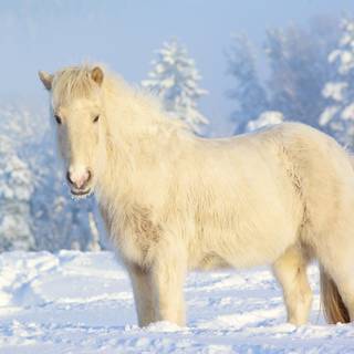 Beautiful winter horse wallpaper