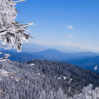 Winter forest desktop wallpaper