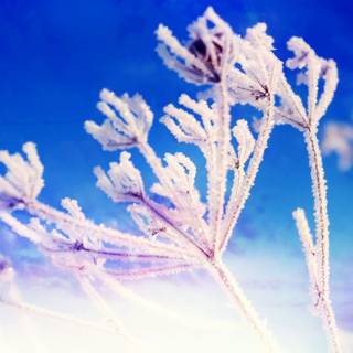 Winter fanasy wallpaper