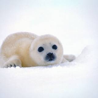 Cute animal winter wallpaper