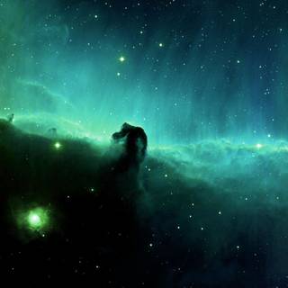 Green cosmos wallpaper