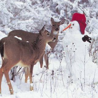 Christmas deer wallpaper