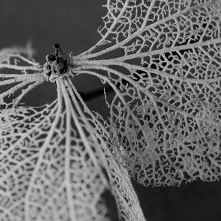 Black HD Android leaf wallpaper