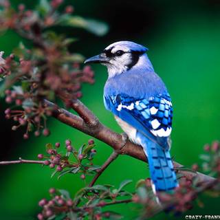 Blue birds wallpaper