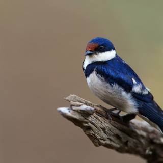 Blue birds wallpaper