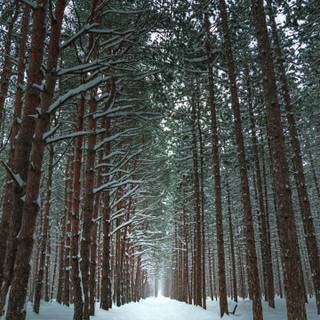 Winter iPhone 10 wallpaper