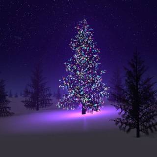 Christmas trees desktop wallpaper